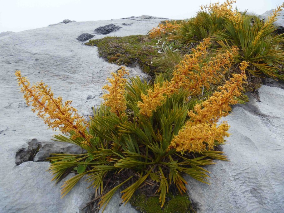 Aciphylla Aurea, Golden Spaniard,