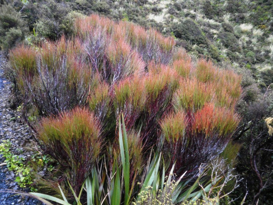 Dracophyllum townsonii