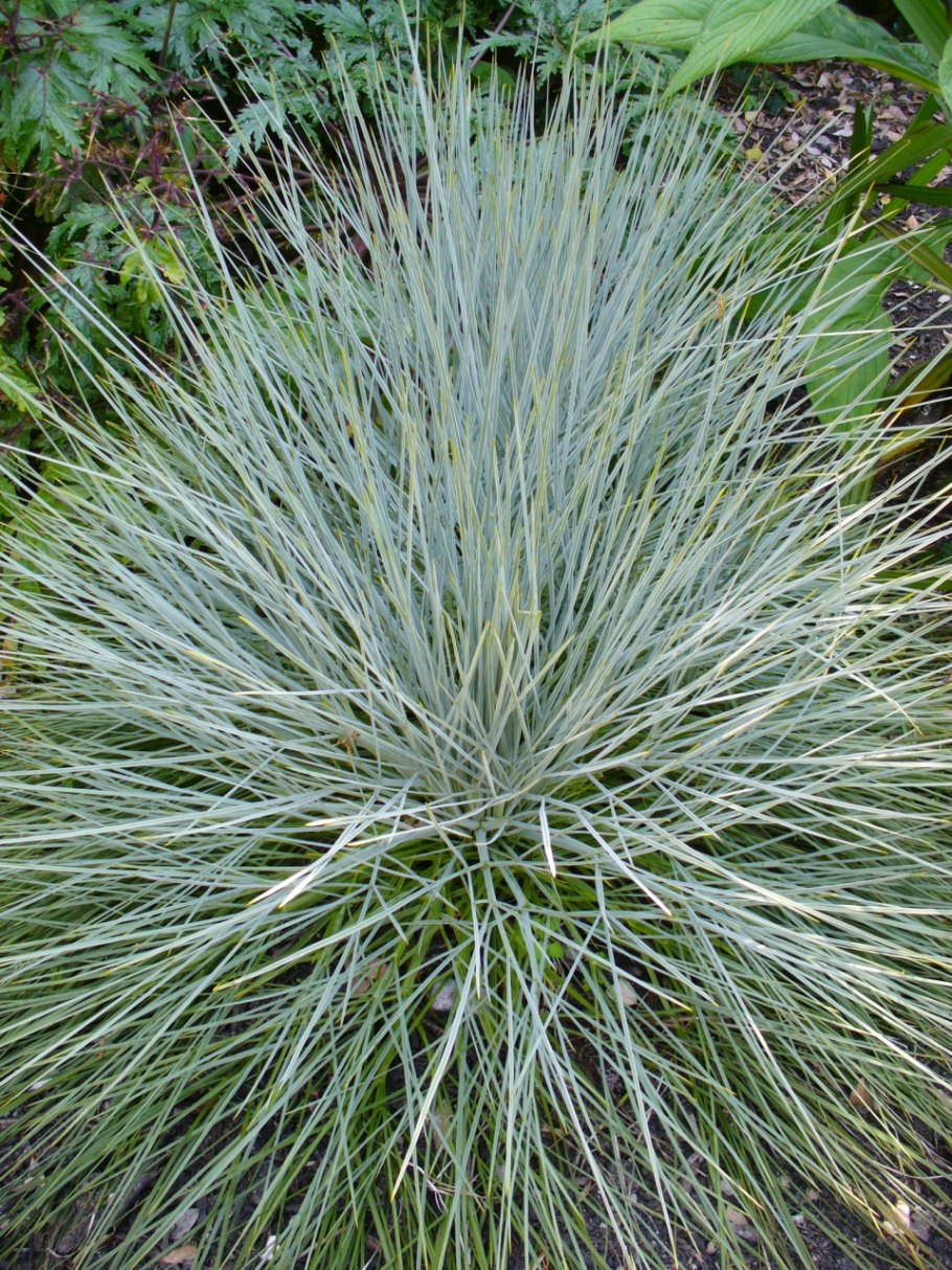 Марианн Норт голубая Пуйя