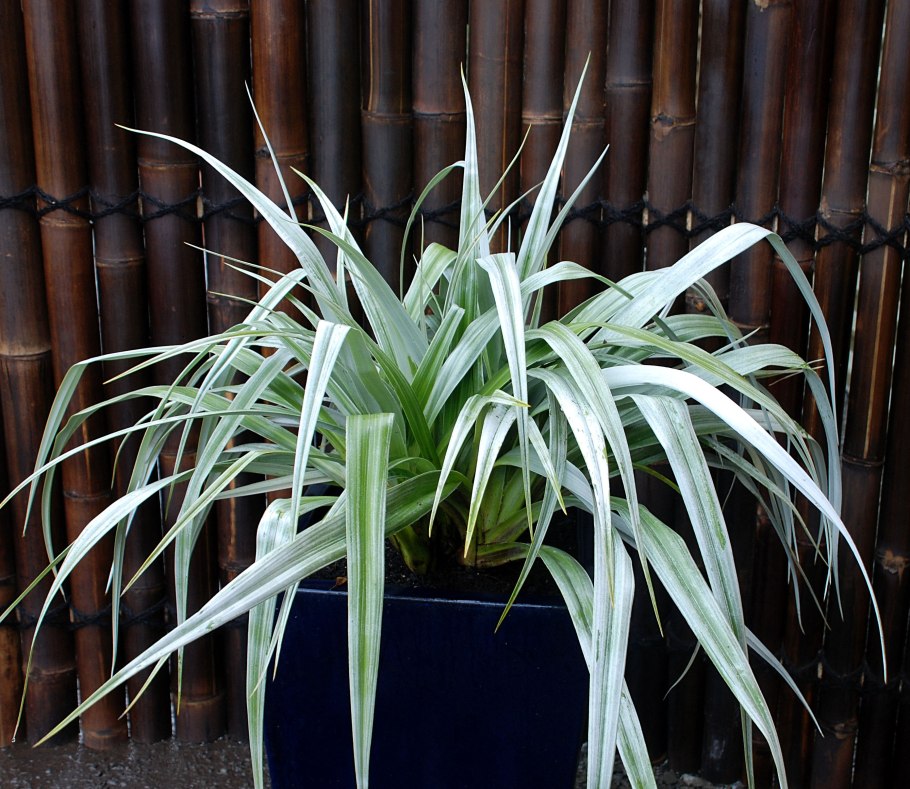 Карбюратор leader pz19jb