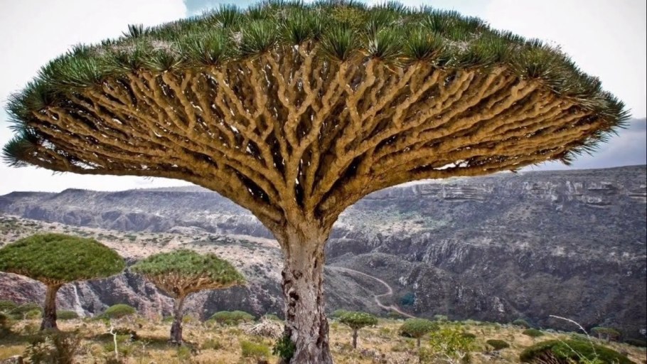 Строка поиска