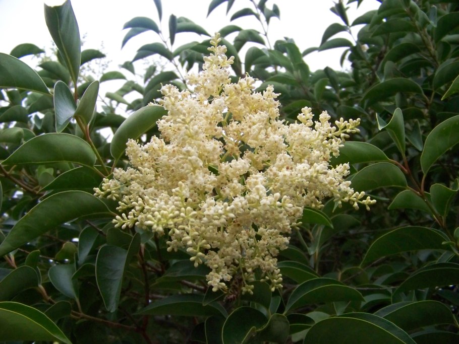 Ligustrum japonicum