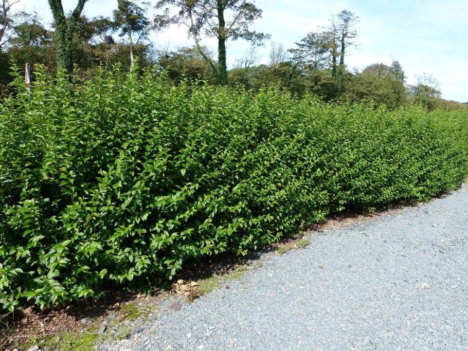 Бирючина обыкновенная Ligustrum lucidum