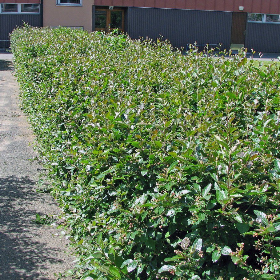 Бирючина обыкновенная (Ligustrum vulgare)