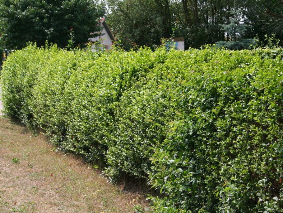 Бирючина обыкновенная (Ligustrum vulgare)