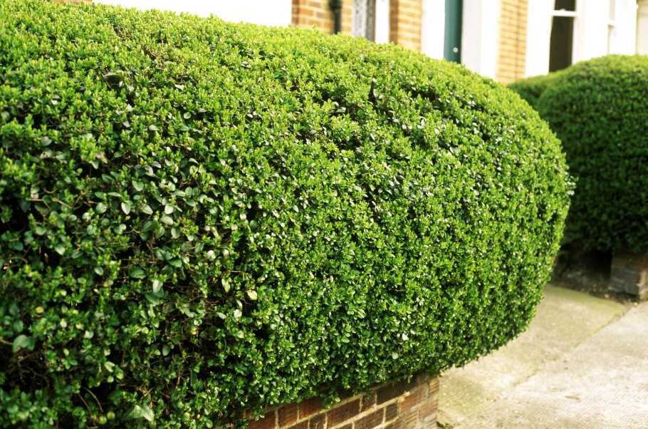 Бирючина обыкновенная (Ligustrum vulgare)