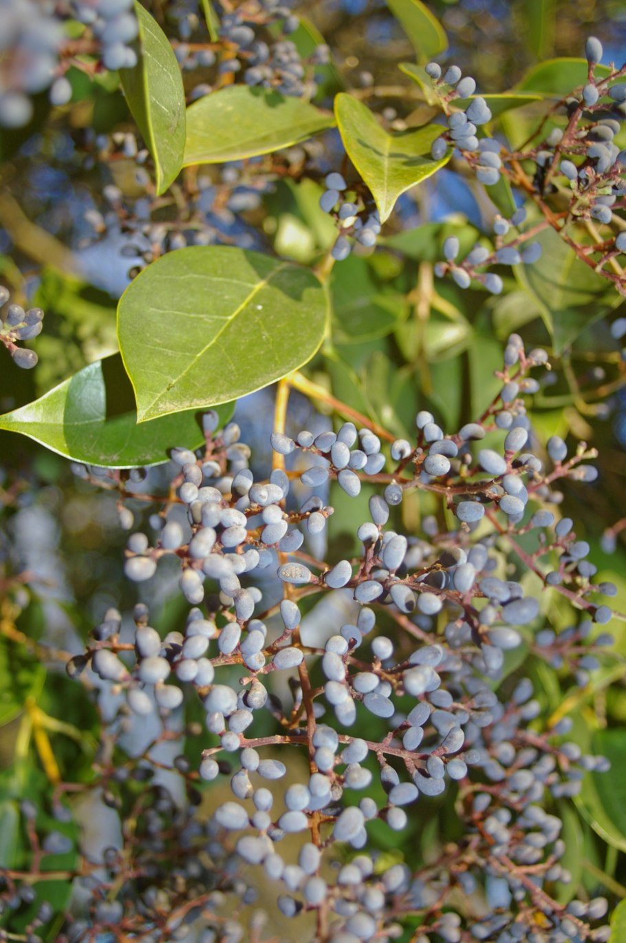 Ligustrum microcarpa