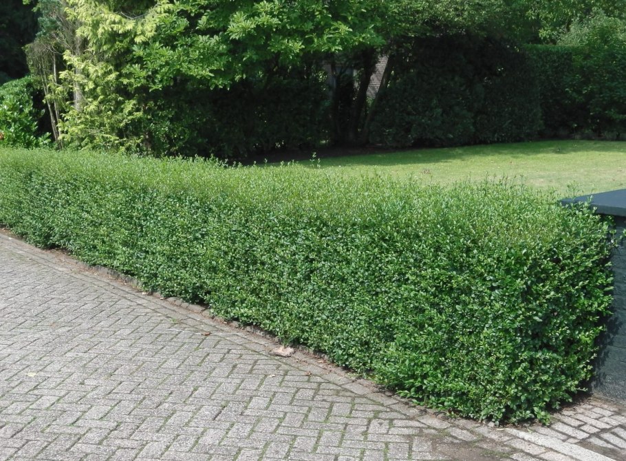 Бирючина блестящая – Ligustrum lucidum ait.