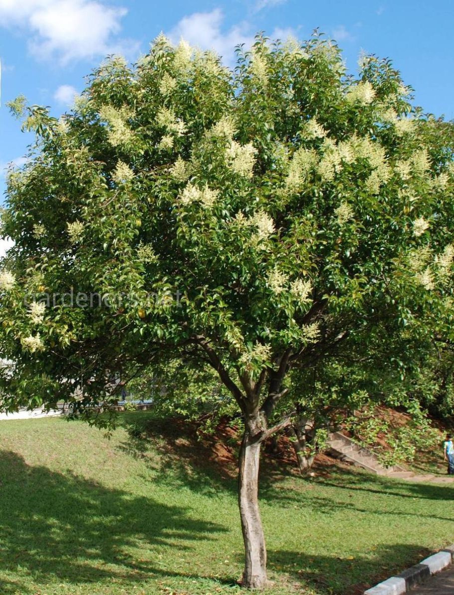 Бирючина обыкновенная Ligustrum lucidum