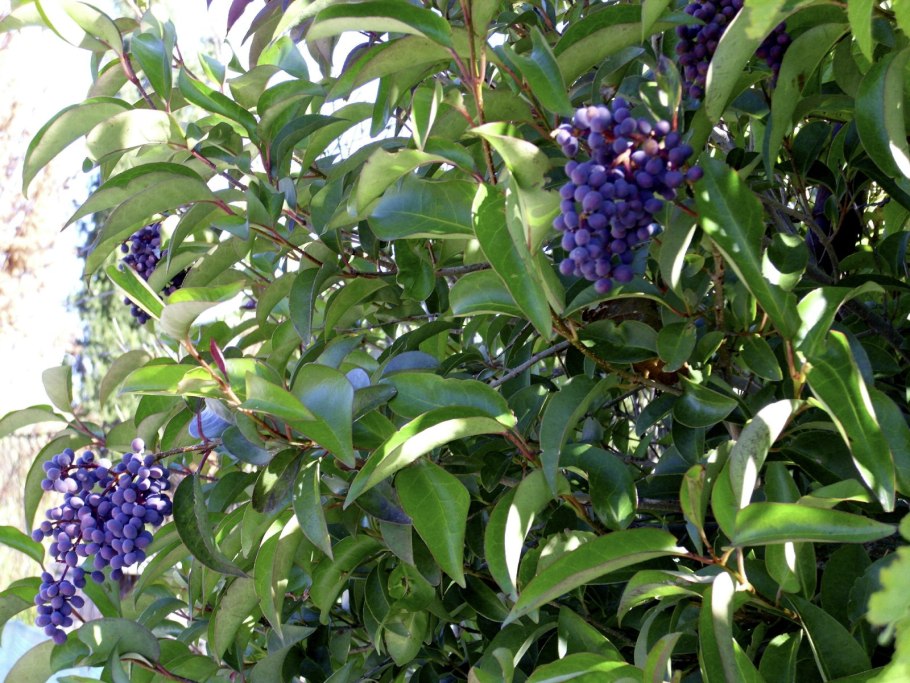 Бирючина обыкновенная Ligustrum lucidum