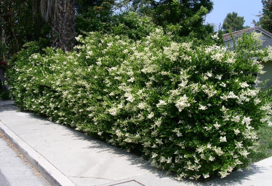 Бирючина японская Ligustrum japonicum
