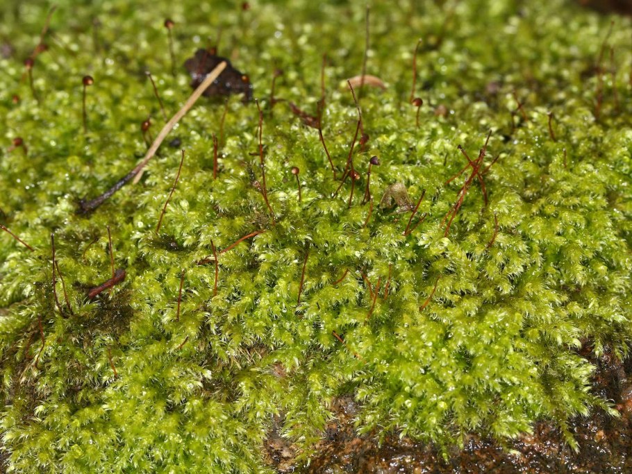 Brachythecium mildeanum