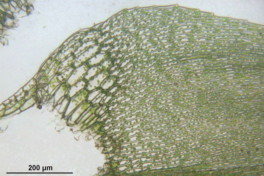 Hygrohypnum styriacum