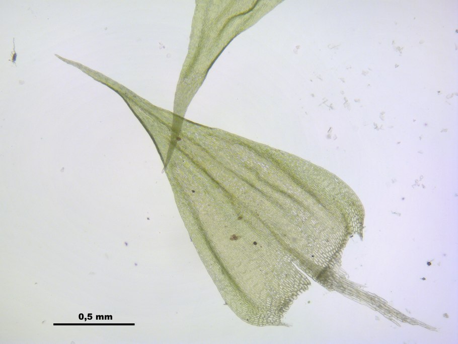 Brachythecium mildeanum