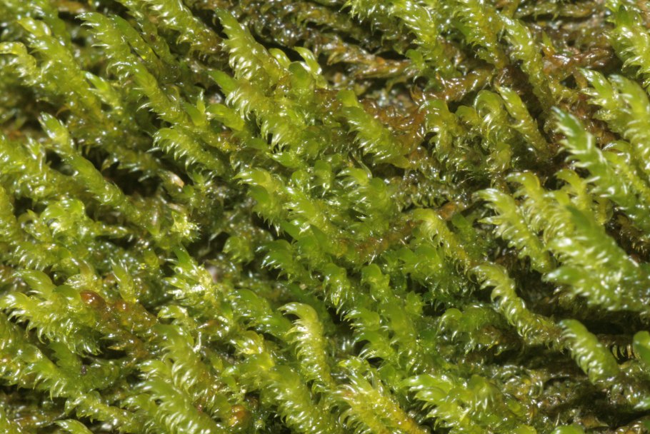 Коробка со мхом