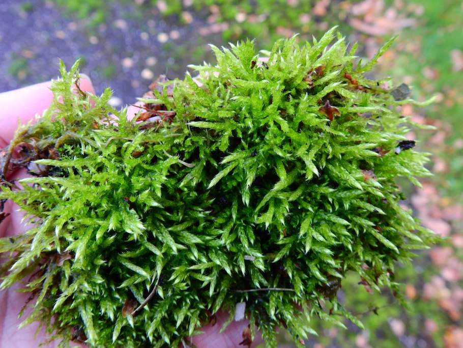 Brachythecium Campestre