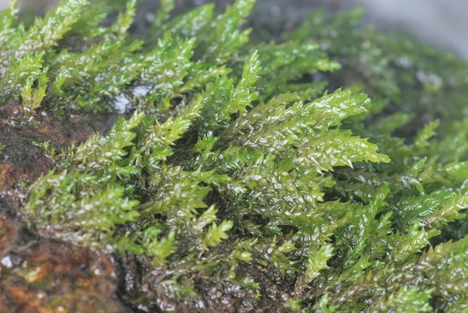 Brachythecium salebrosum