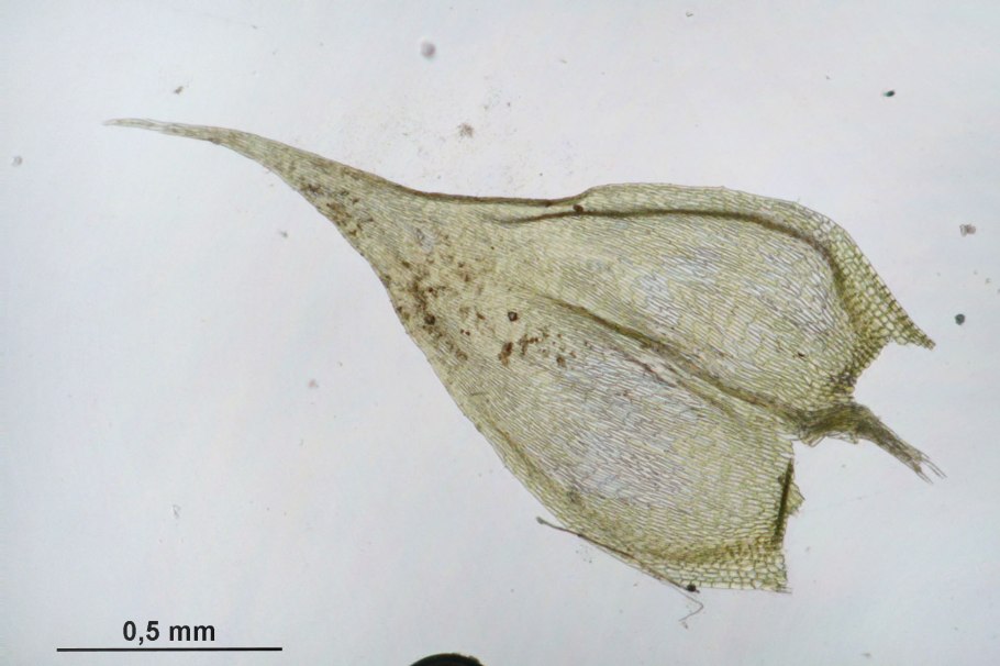 Брахитециум ручейный