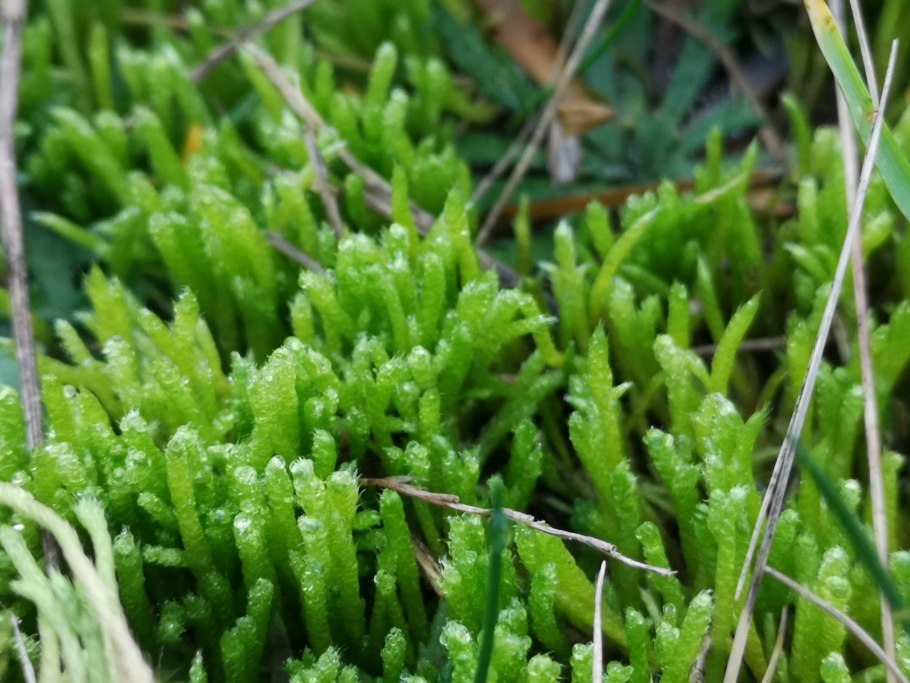 Brachythecium mildeanum