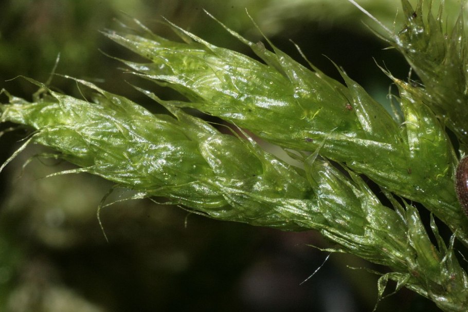 Стафилококк золотистый Staphylococcus aureus