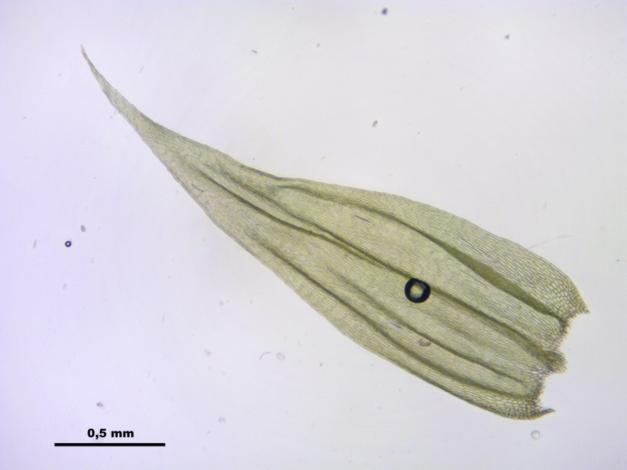 Brachythecium salebrosum