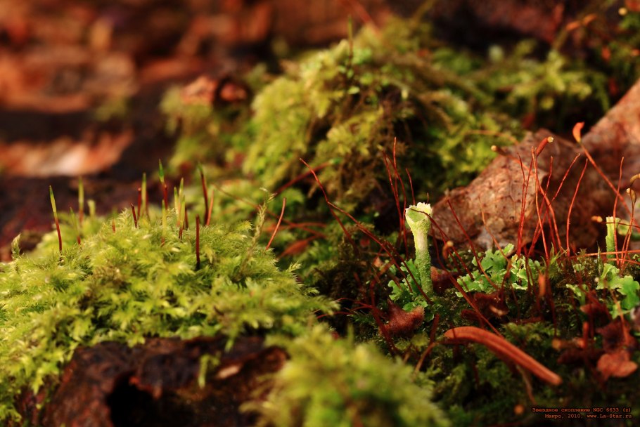 Brachythecium rivulare