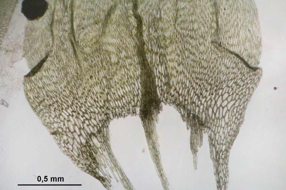 Адриана Чечик Gabriella Paltrova