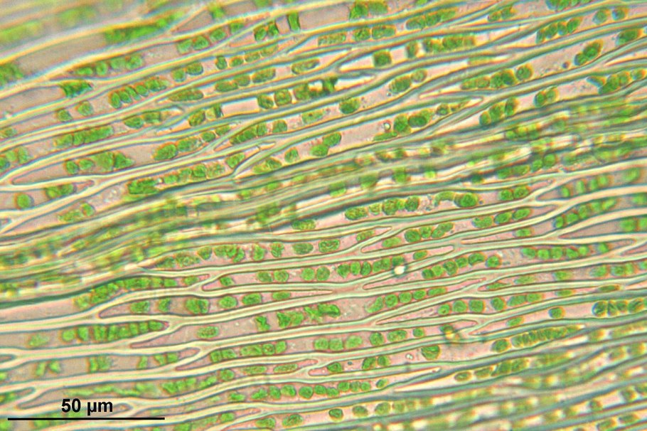 Brachythecium Campestre