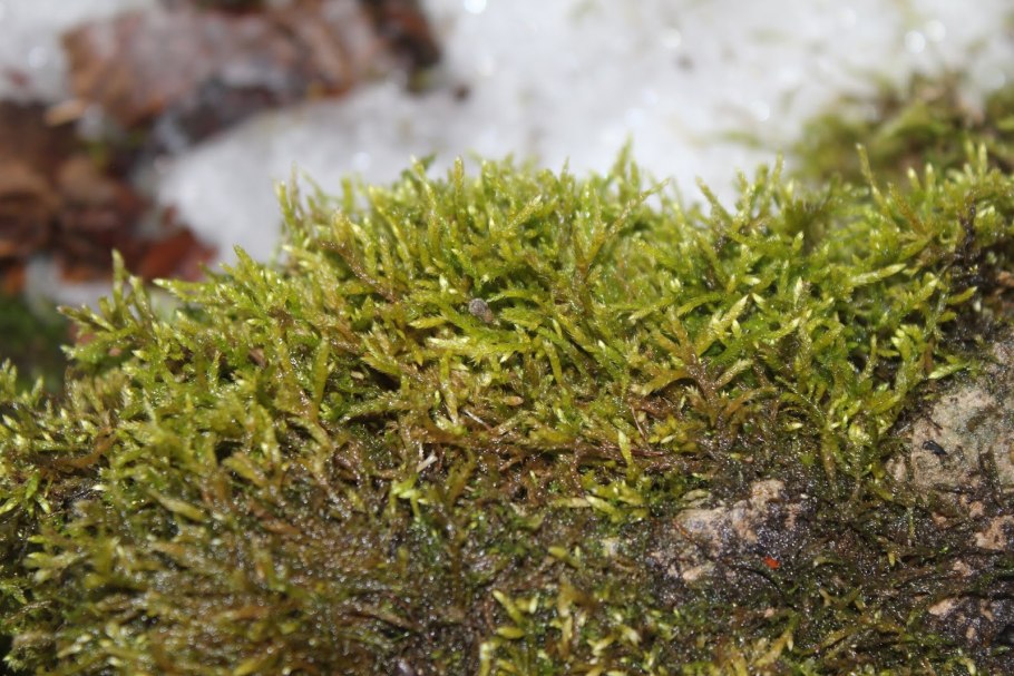 Brachythecium populeum