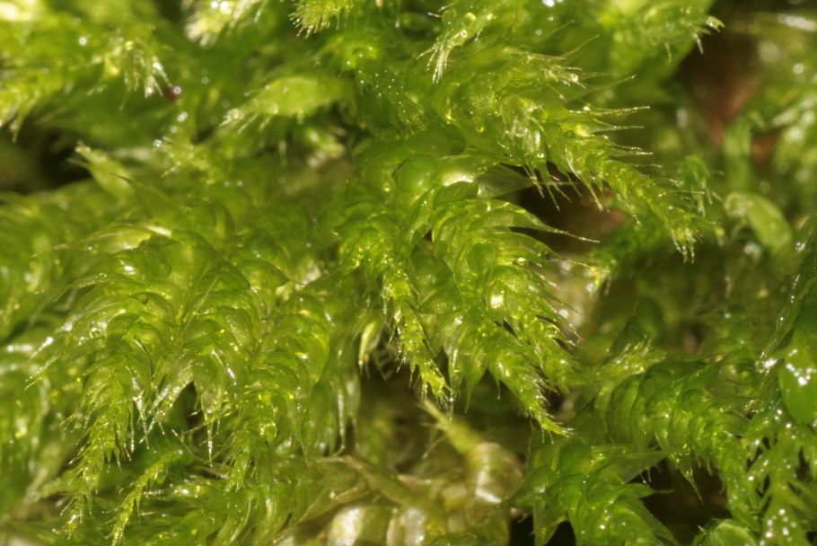 Brachythecium rivulare