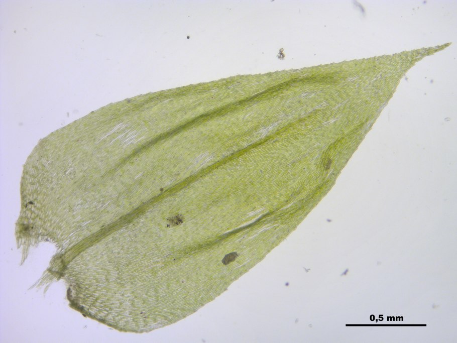 Brachythecium curtum