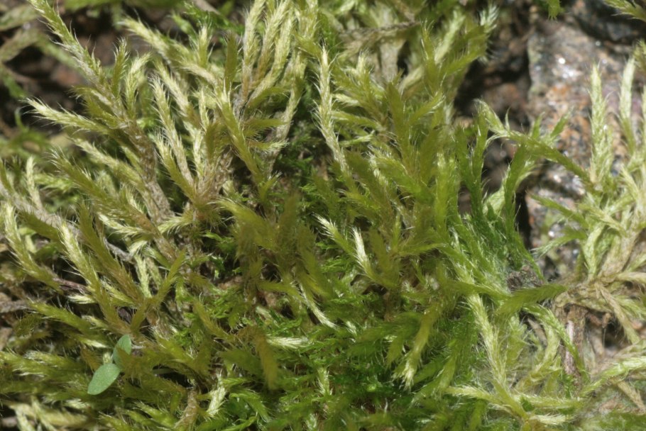 Brachythecium microskopiye