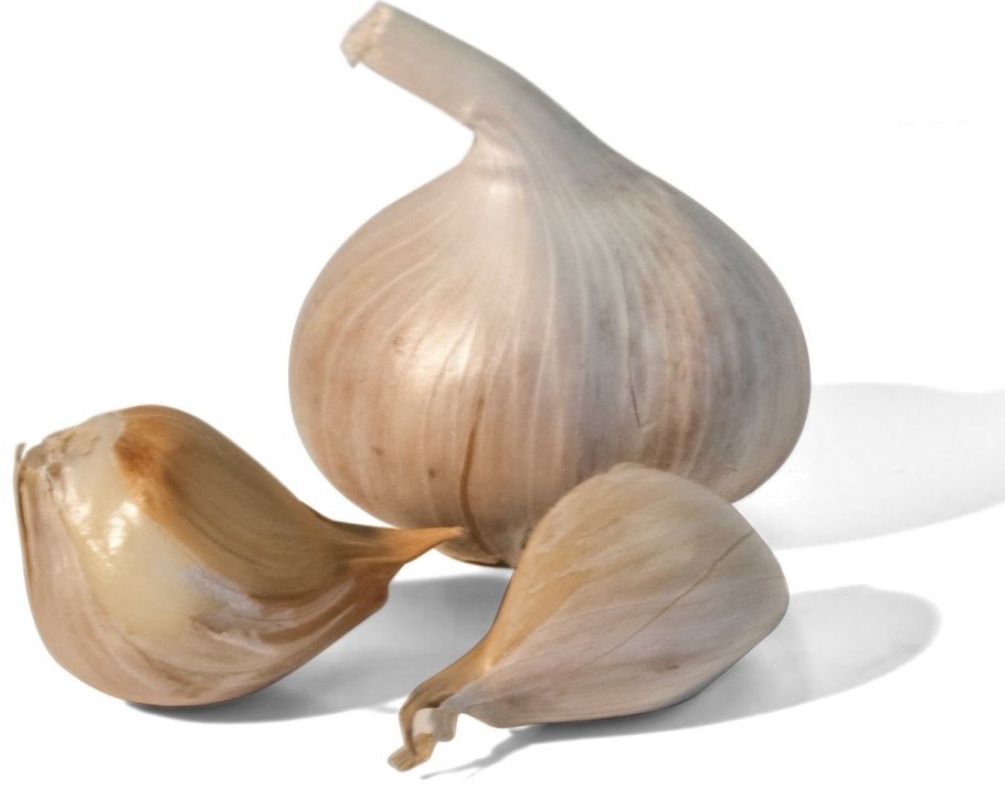 Панкраций цветок