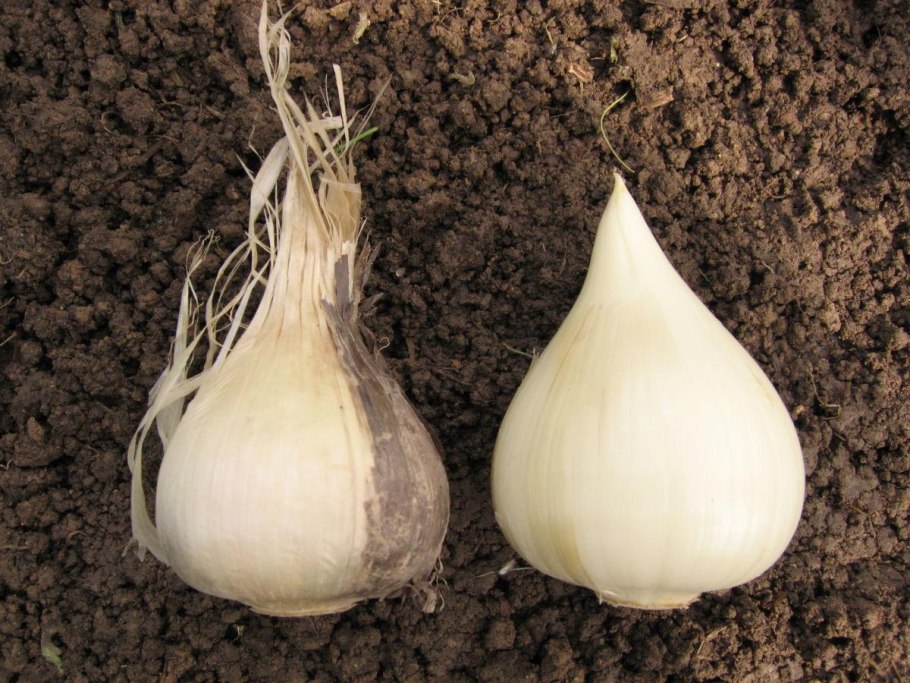 Академический рисунок уроки