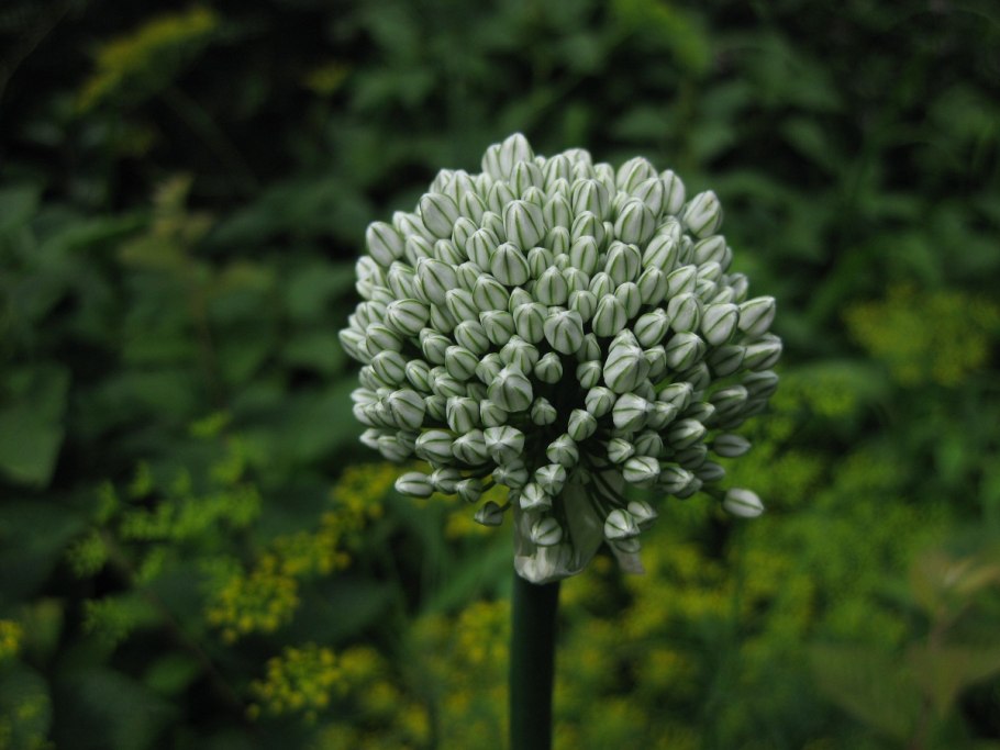 Лук Холодное оружие