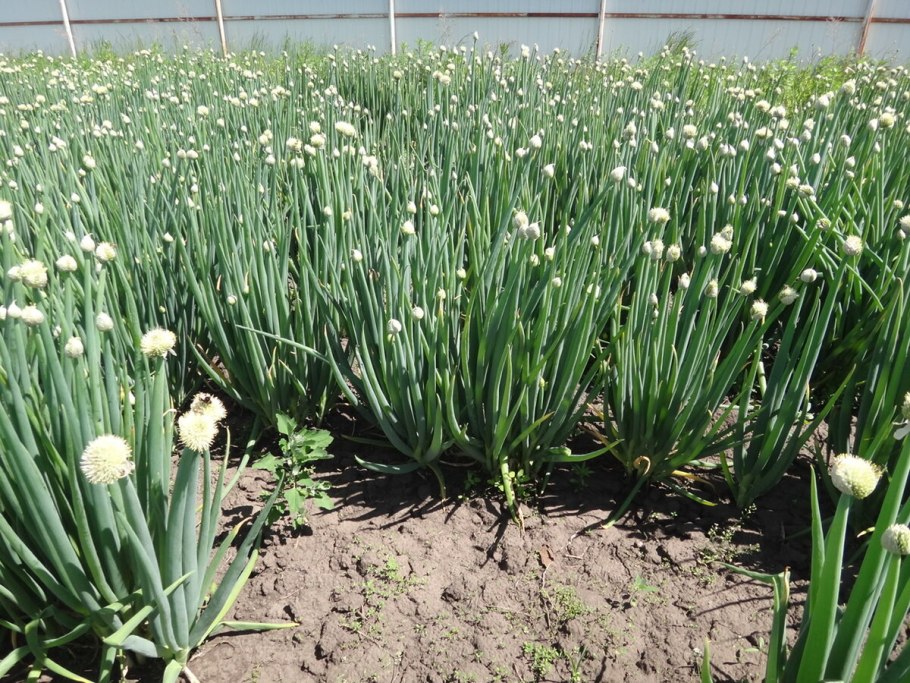 Птицемлечник и хионодокса