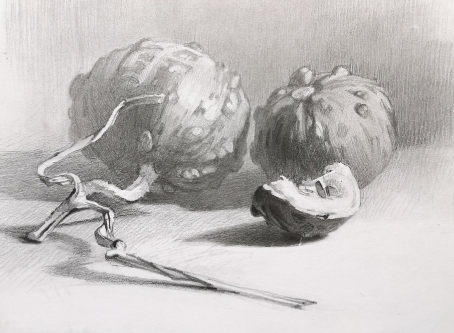 Лук репчатый