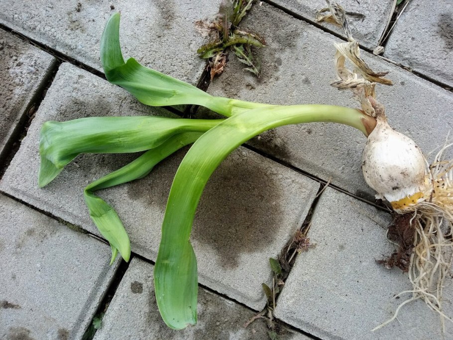 Чеснок постановка