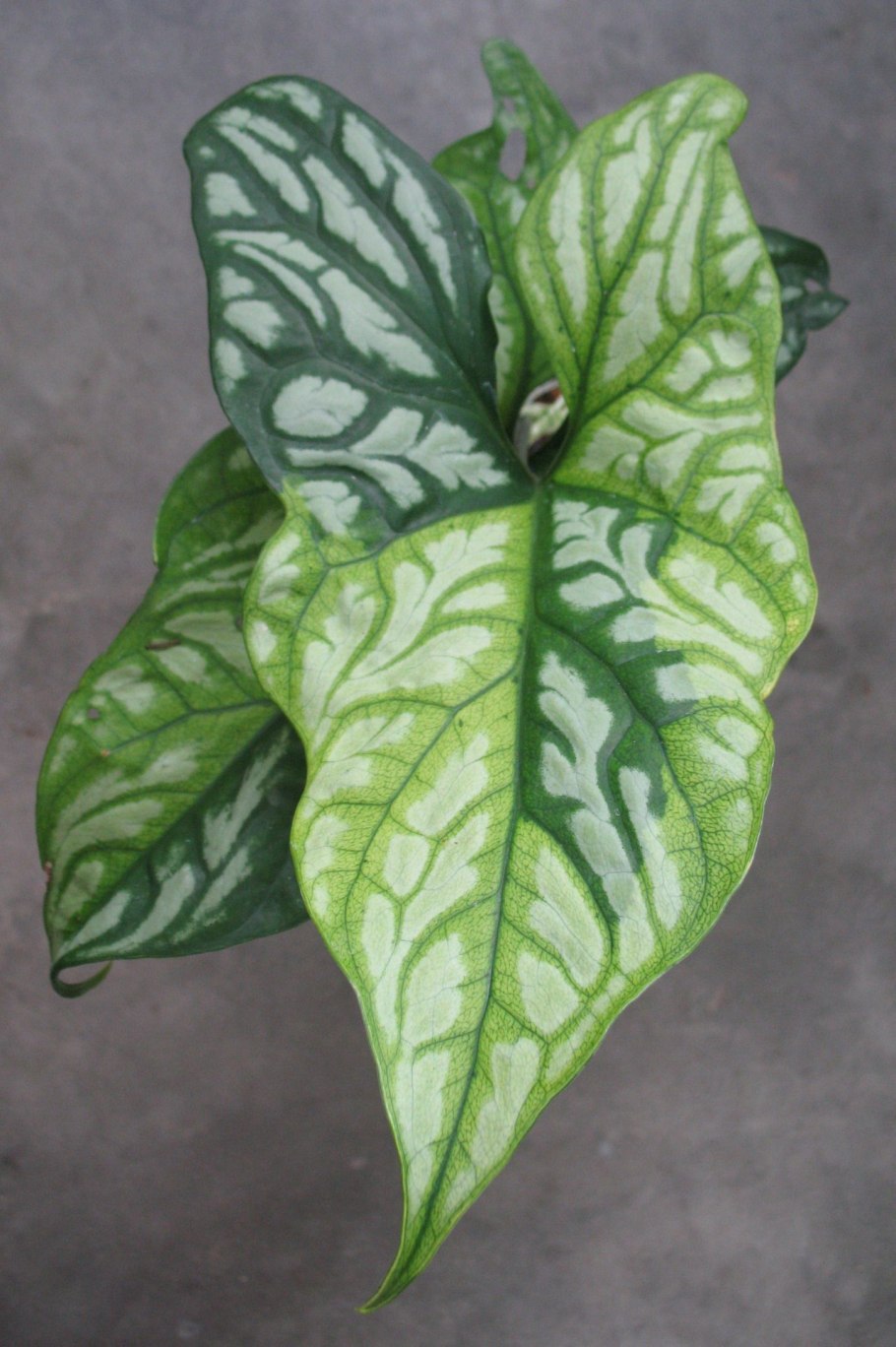 Сингониум ножколистный Лиана