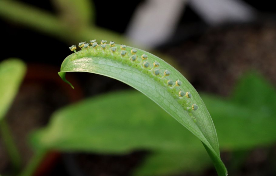 Спатикарпа стрелолистная /Spathicarpa