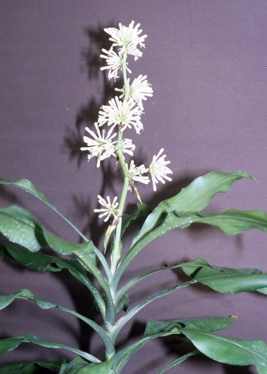 Колоказия белая лава