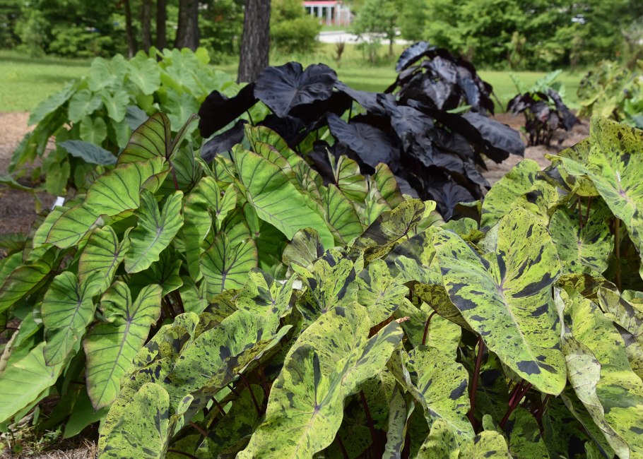 Филодендрон ректофиллум