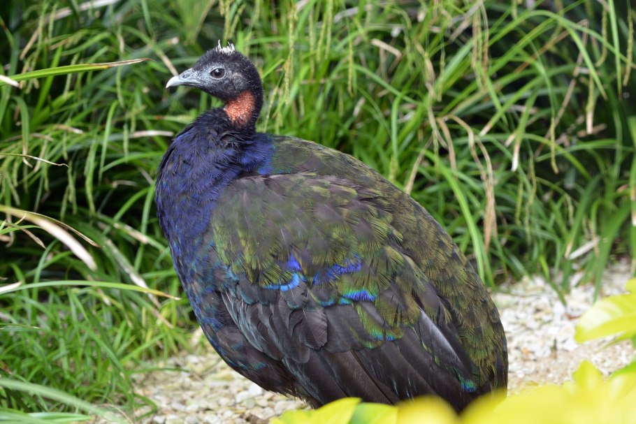 S. aureus золотистый стафилококк