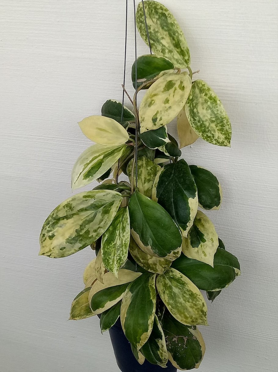 Плющ мужегон