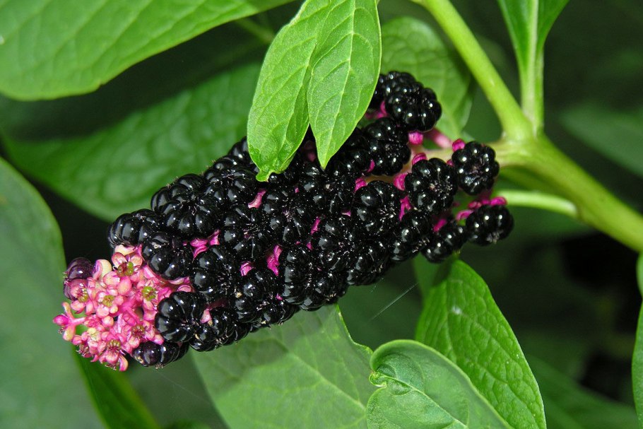 Конголезский Павлин