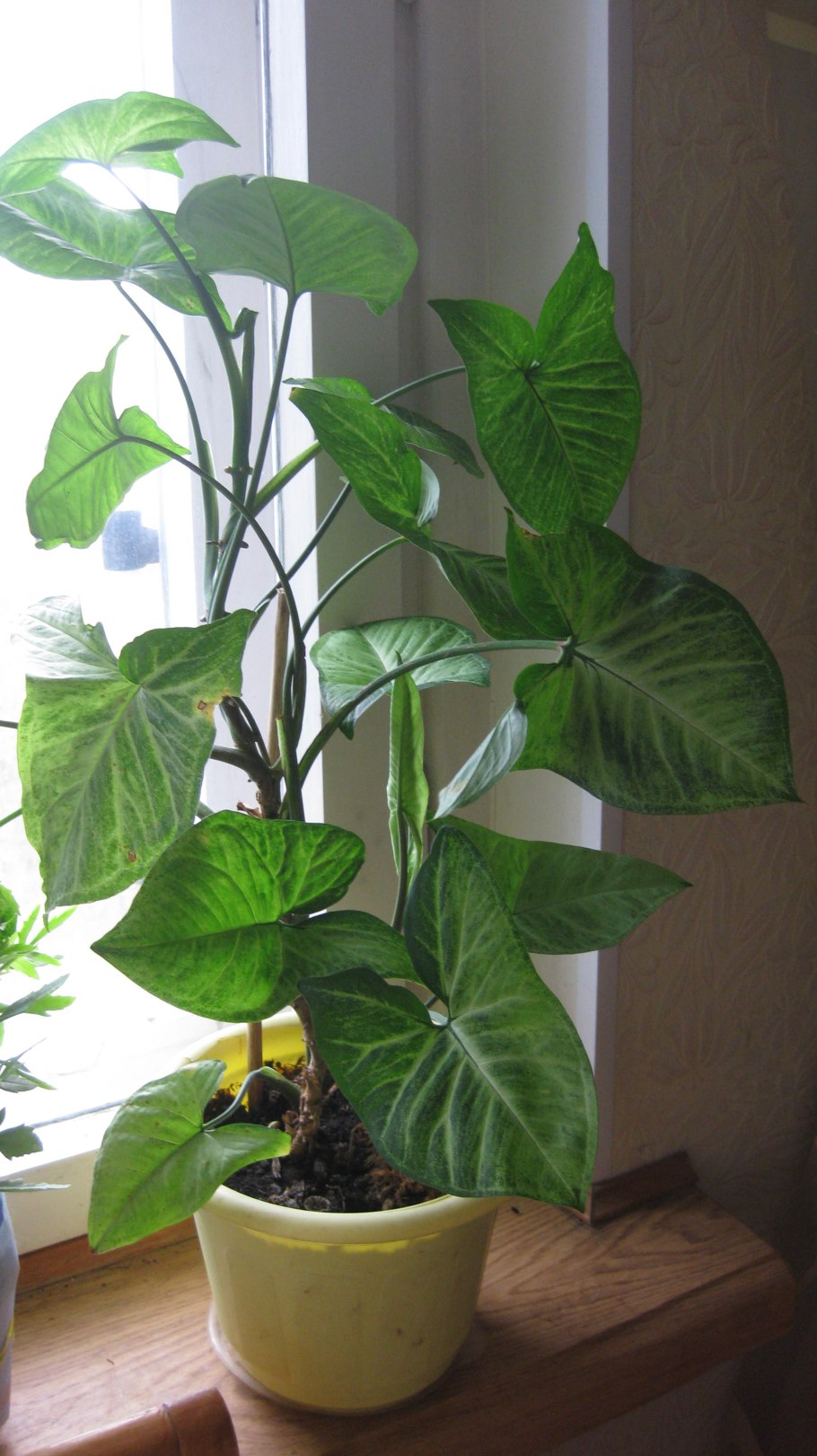 Алоказия Блэк Корал