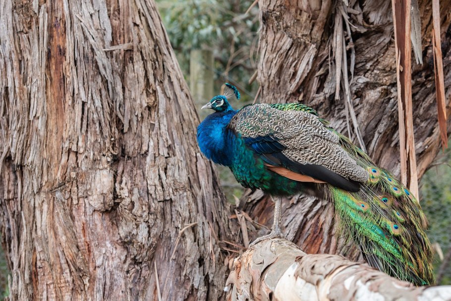 Павлин (pavo cristatus)