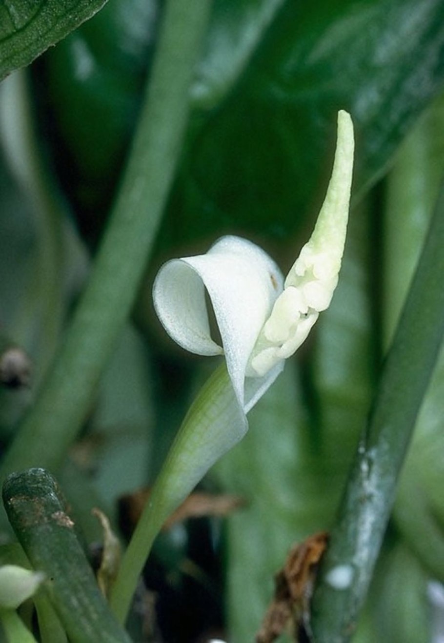 Аглаонема и ктенанта различия