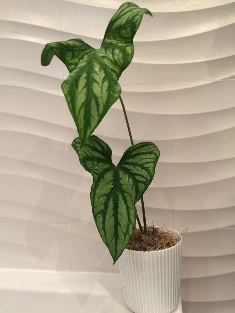 Колоказия белая лава