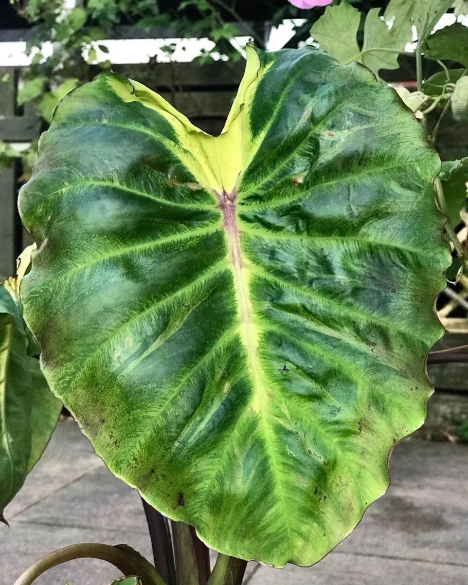 Антуриум кристаллинум